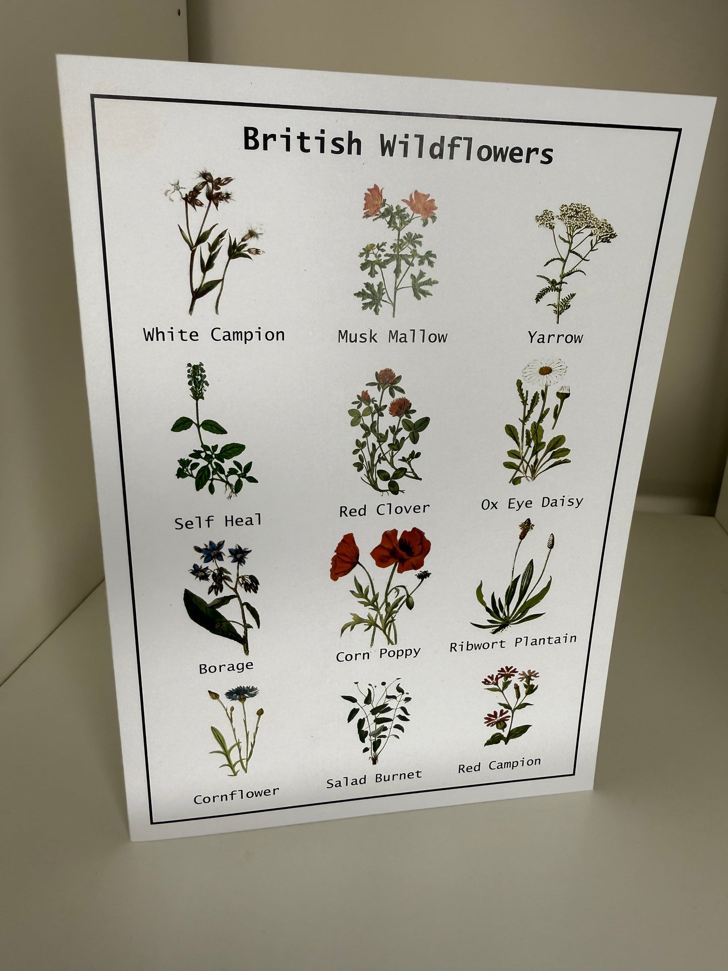 Wildflower seed card